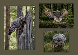 Great Grey Owl by Sandy Truckell