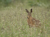 HARE by Sandy Truckell