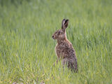 HARE by Sandy Truckell