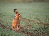 Hare  by Sandy Truckell