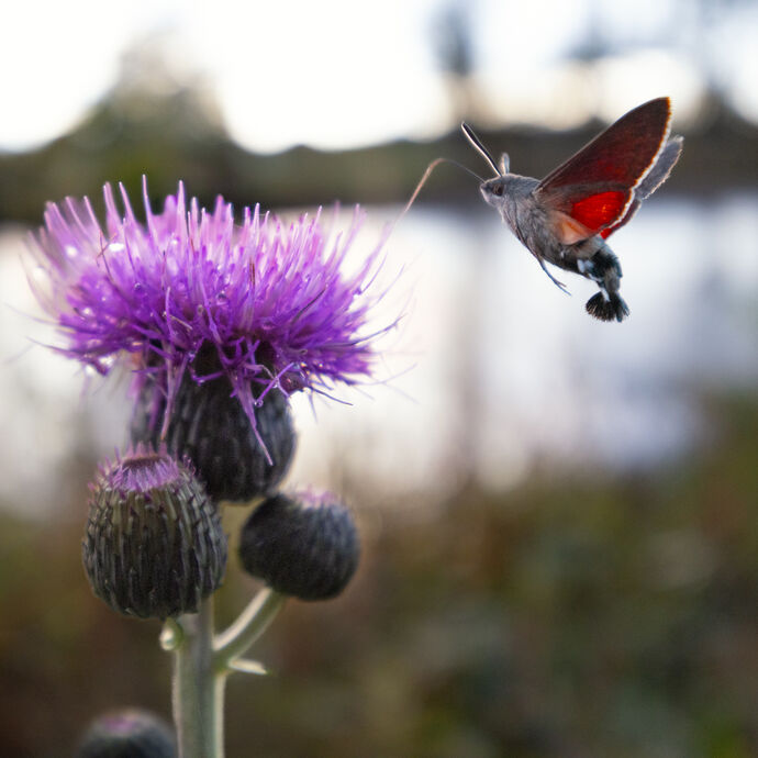 Hungry Moth by Gavin McHugh