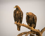 IMPERIAL EAGLES by Lynne Overett