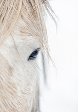 Iceland Pony by James Alexander