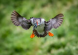 Incoming Puffin by Sandy Truckell