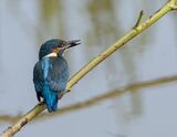 Kingfisher with a Snack by Colin Bristow