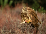 MANTLING GOSHAWK by Lynne Overett
