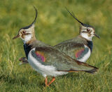 NOT SPEAKING by Linton Schwarz