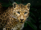 North China Leopard By Karen Jones