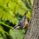 Nuthatch