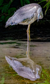 ON THE LOOKOUT by Colin Bristow