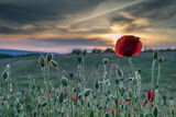 POPPY AT SUNSET Sandy Truckell