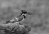 Pied Kingfisher by Lynne Overett