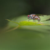 RED EYE FAT FLY Janis Spice