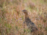 RED GROUSE by Sandy Truckell