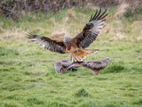 RED KITES IN THE RAIN by Sandy Truckell
