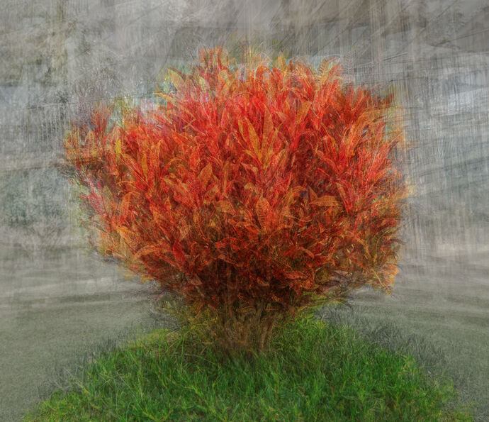 RED ROBIN by Linton Schwarz