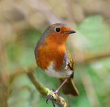 Robin Red Breast by John Horne