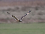 SHORT EARED OWL by Colin Bristow
