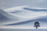 SNOWSCAPE by Patricia Begley