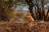 Sunbathing Cheetah