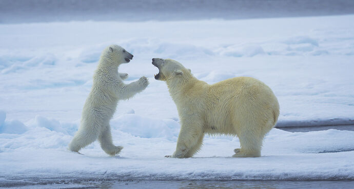 The Boxing Match by Rob Buchan
