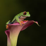 Up High by Lavina Cowland