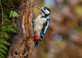 WOODPECKER by Sandy Truckell