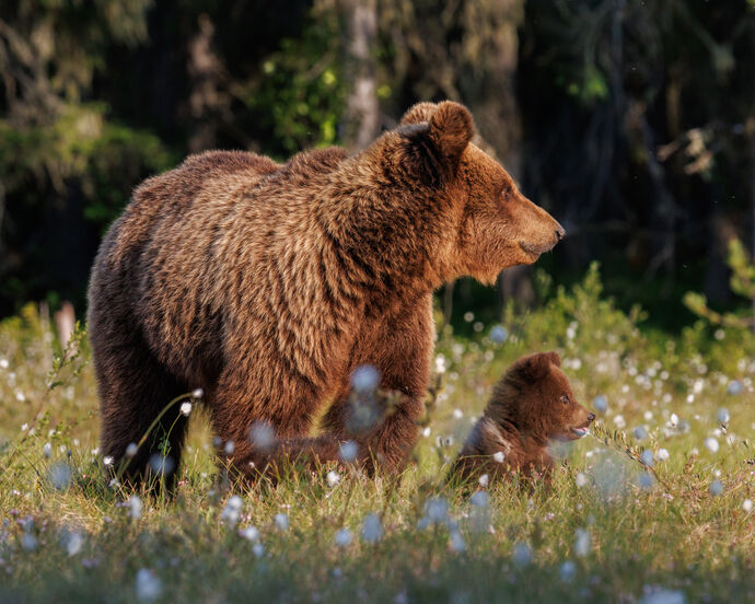 Watch very closely by James Alexander