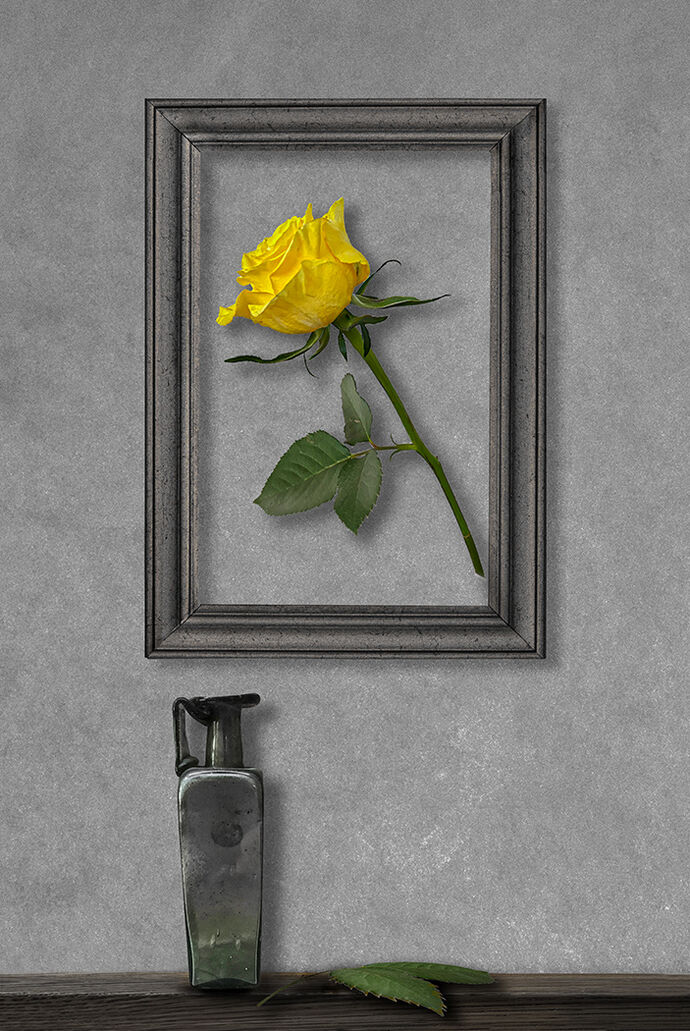Yellow Rose by Alan Lomakin