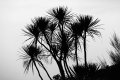 Cabbage trees