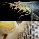Chrysopa exoskeleton.