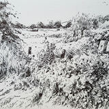 High summer hedgerow. Dumfrieshire. Contemporary Scottish landscape drawing. Pen and ink on cartridge paper by Marcer Campbell