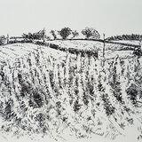 Rosebay Willowherb. Contemporary Scottish landscape drawing. Pen and ink on cartridge paper by Marcer Campbell