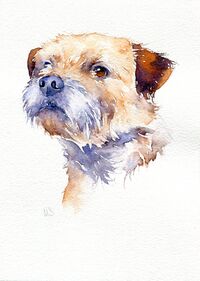 Watercololur painting of Border Terrier