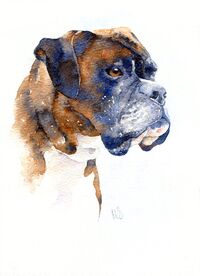 Waterolour painting of Boxer dog