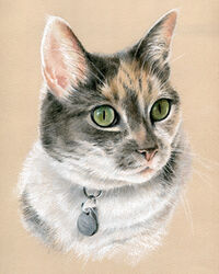 cat pastel portrait drawing