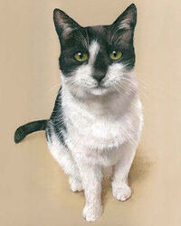 cat pastel portrait drawing