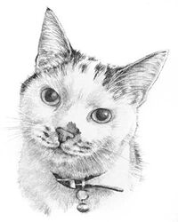 cat pencil portrait drawing