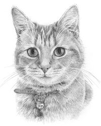 cat pencil portrait drawing