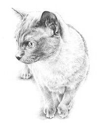cat pencil portrait drawing