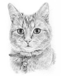 Cat pencil portraits