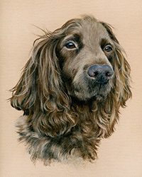 Dog pastel portraits