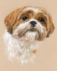 Dog pastel portrait drawing