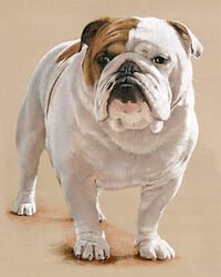 Dog pastel portrait drawing