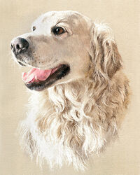 Dog pastel portrait drawing