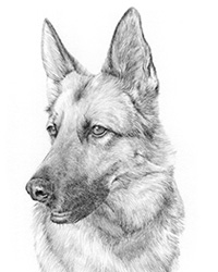Dog pencil portraits