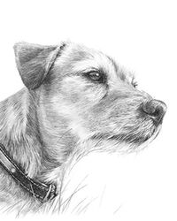 Dog pencil portrait drawing