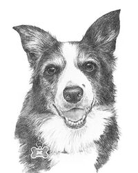 Dog pencil portrait drawing