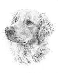 Dog pencil portrait drawing