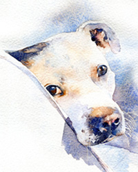 Dog watercolour portraits